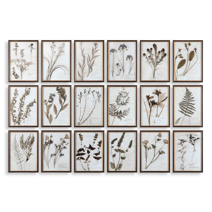 Botany - Framed Prints (Set of 18) - Black / Brown / Gold