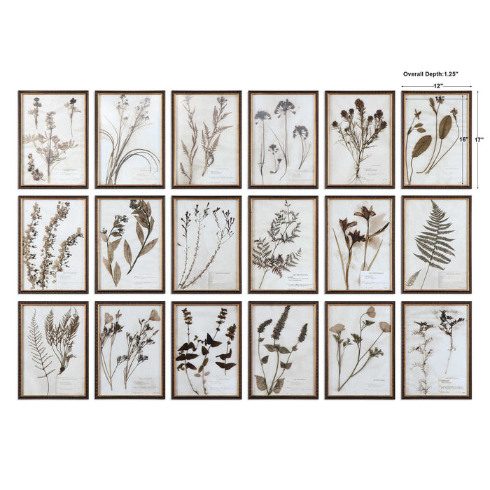 Botany - Framed Prints (Set of 18) - Black / Brown / Gold