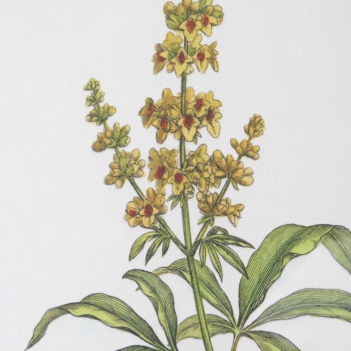 Wildflower Study - Framed Prints (Set of 4)