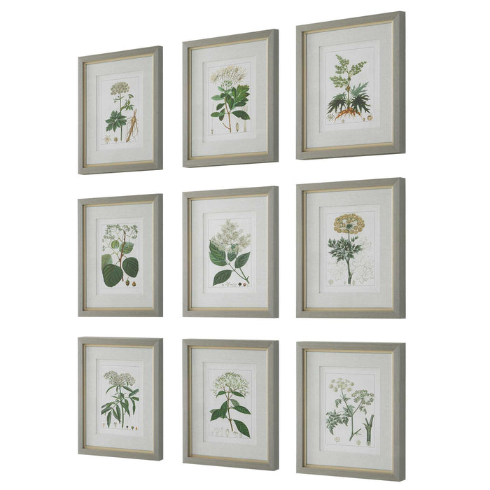 Antique - Botanicals Framed Prints (Set of 9)