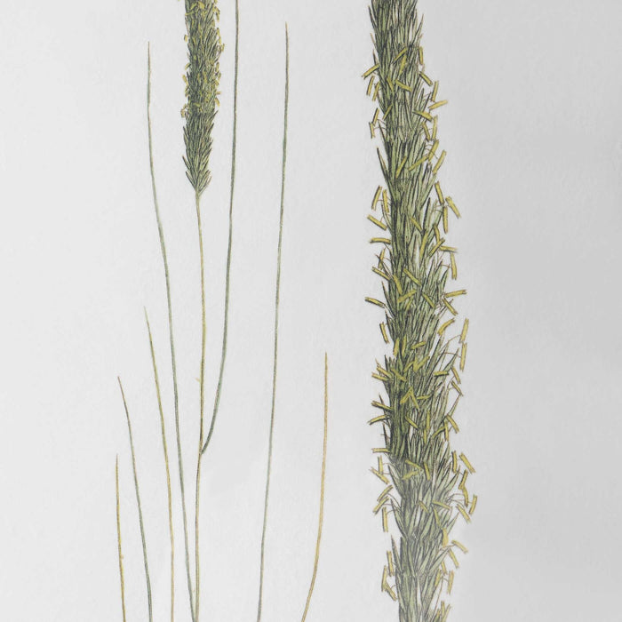 Forest - Finds Framed Prints (Set of 6)