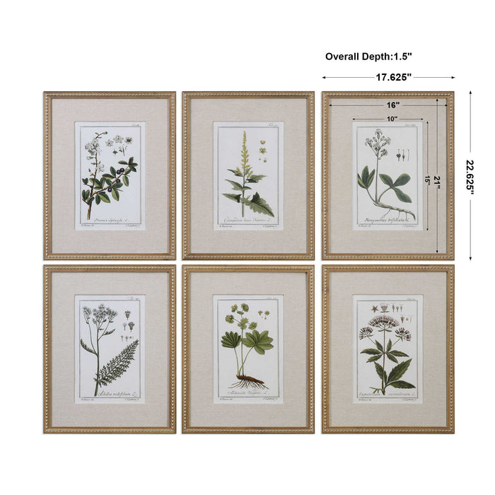 Green Floral Botanical Study - Prints (Set of 6) - Green