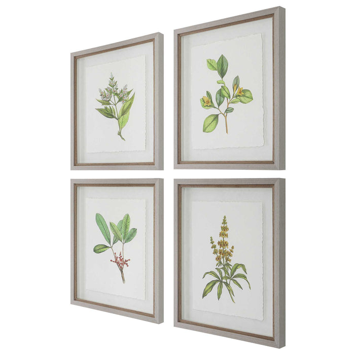 Wildflower Study - Framed Prints (Set of 4)